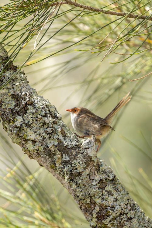 Free A Superb Fairy-wren rests on a lichen-covered branch in New South Wales. Stock Photo