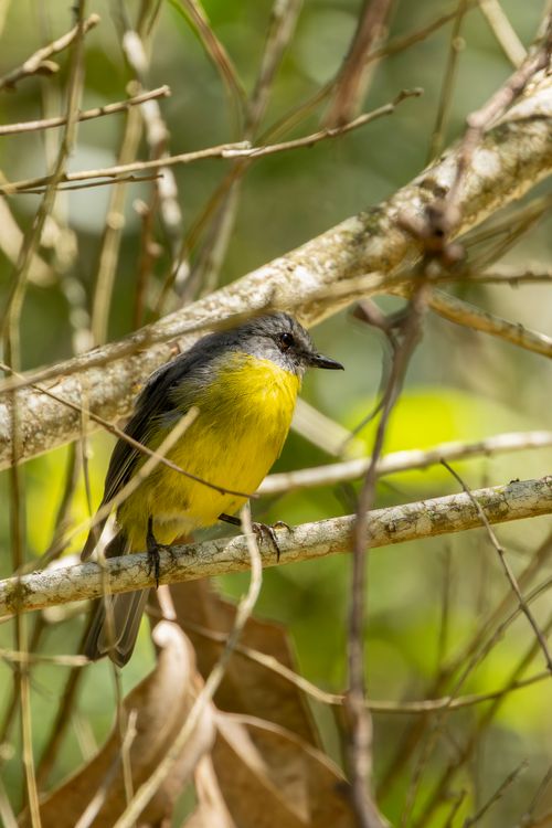 Free Close-up of an Eastern yellow robin on a branch in New South Wales, Australia. Stock Photo
