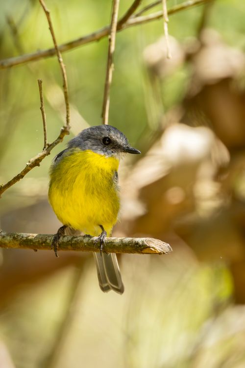 Free A vibrant Eastern Yellow Robin sits on a branch in New South Wales, Australia. Stock Photo