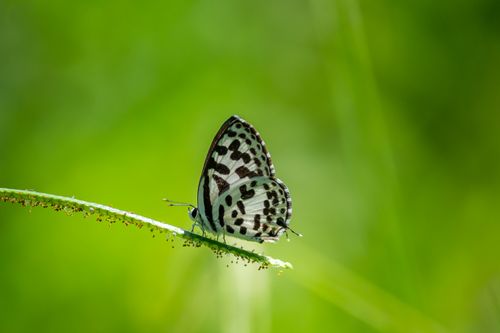 Free Close-up of a black-and-white butterfly perched on a green leaf in a lush environment. Stock Photo