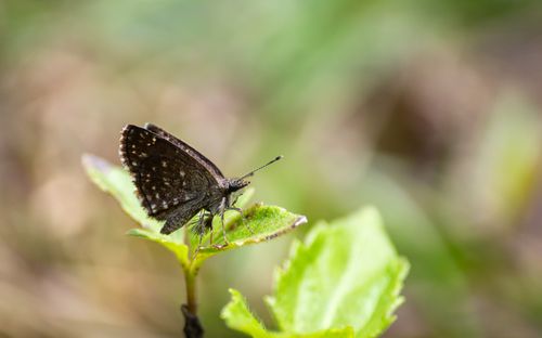 Free Close-up of a brown butterfly on a fresh green leaf, showcasing nature's delicate beauty. Stock Photo
