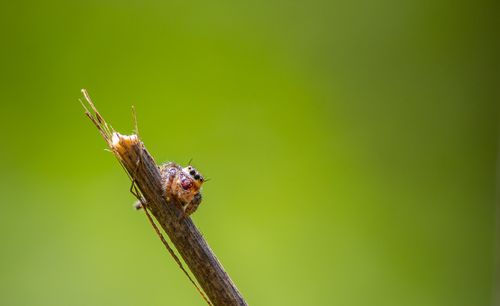 Free Close-up of a spider perched on a twig against a green background. Stock Photo