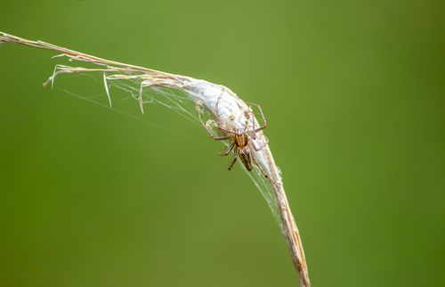 Free Close-up of a spider in its web on a grass stem against a blurred green background. Stock Photo