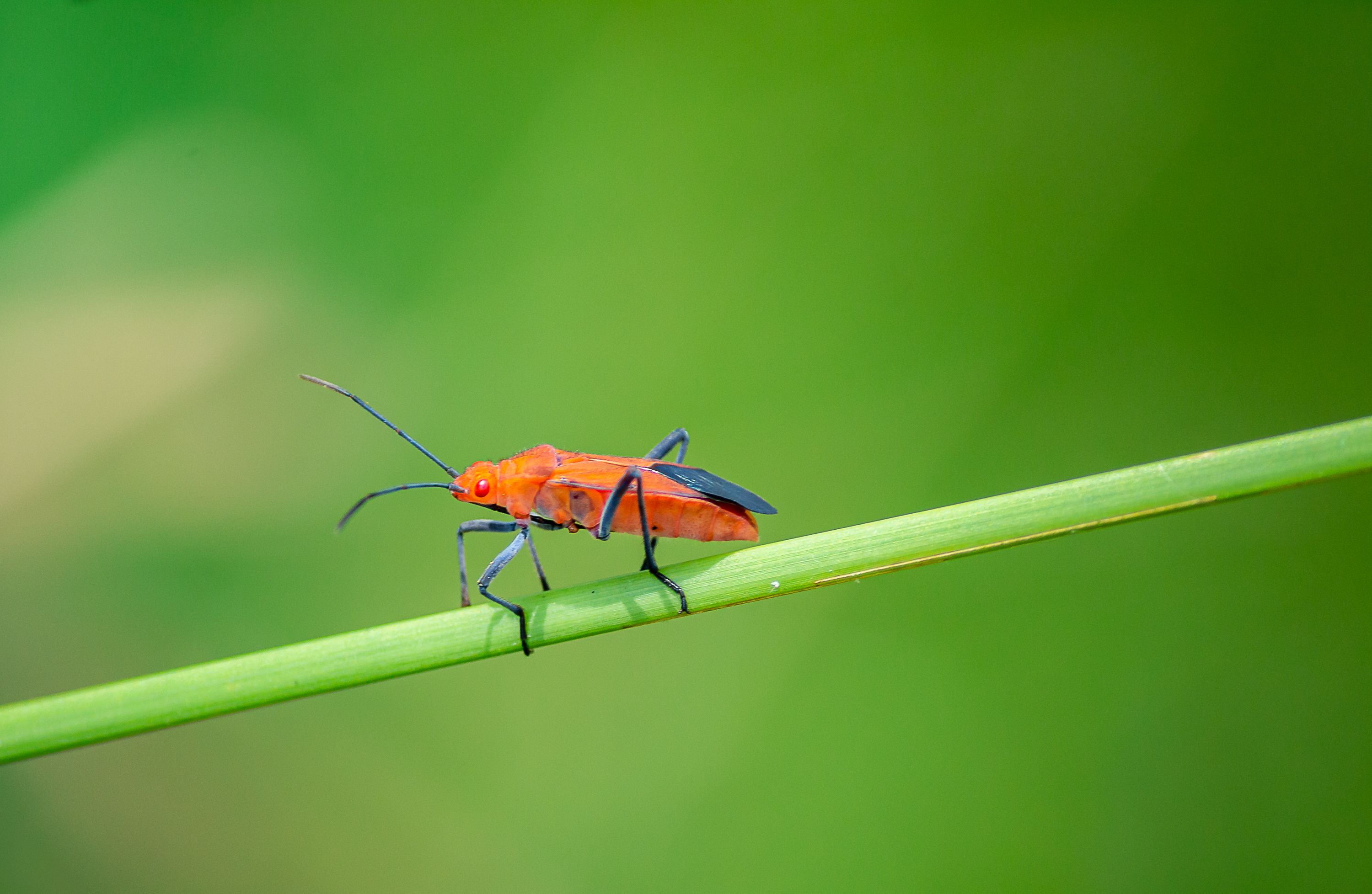 Close-up of an orange beetle perched on a green stem against a blurred green background.