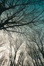 From below picturesque view of leafless trees growing against blue sky on cold winter day