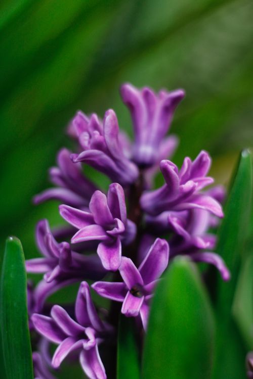Free A detailed close-up of blooming purple hyacinth flowers with lush green leaves in the background. Stock Photo