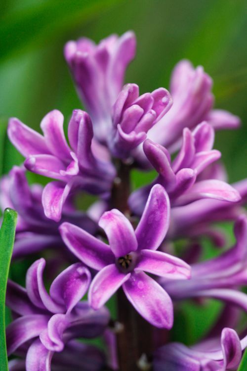 Free Close-up of vibrant purple hyacinth flowers blooming in lush green surroundings. Stock Photo