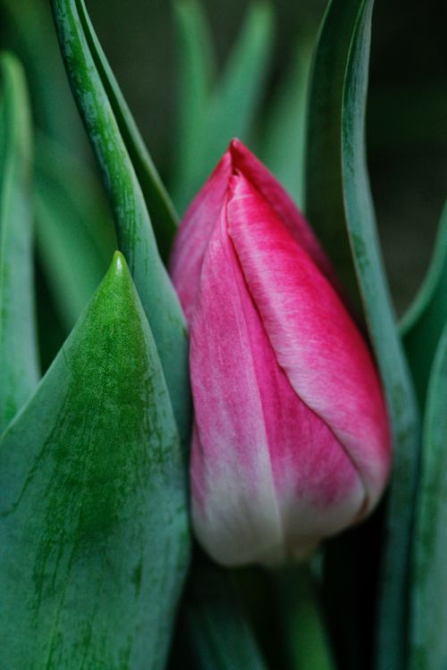 Free A vibrant pink tulip bud surrounded by lush green leaves, perfect for spring-themed designs. Stock Photo