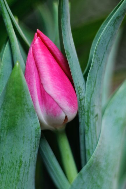 Fotomural Botón vibrante de tulipán rosa acurrucado entre hojas verdes exuberantes, simbolizando belleza y naturaleza.