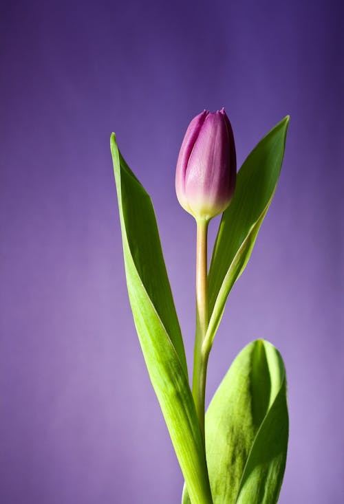 Photographie En Gros Plan De Fleur De Tulipe Rose