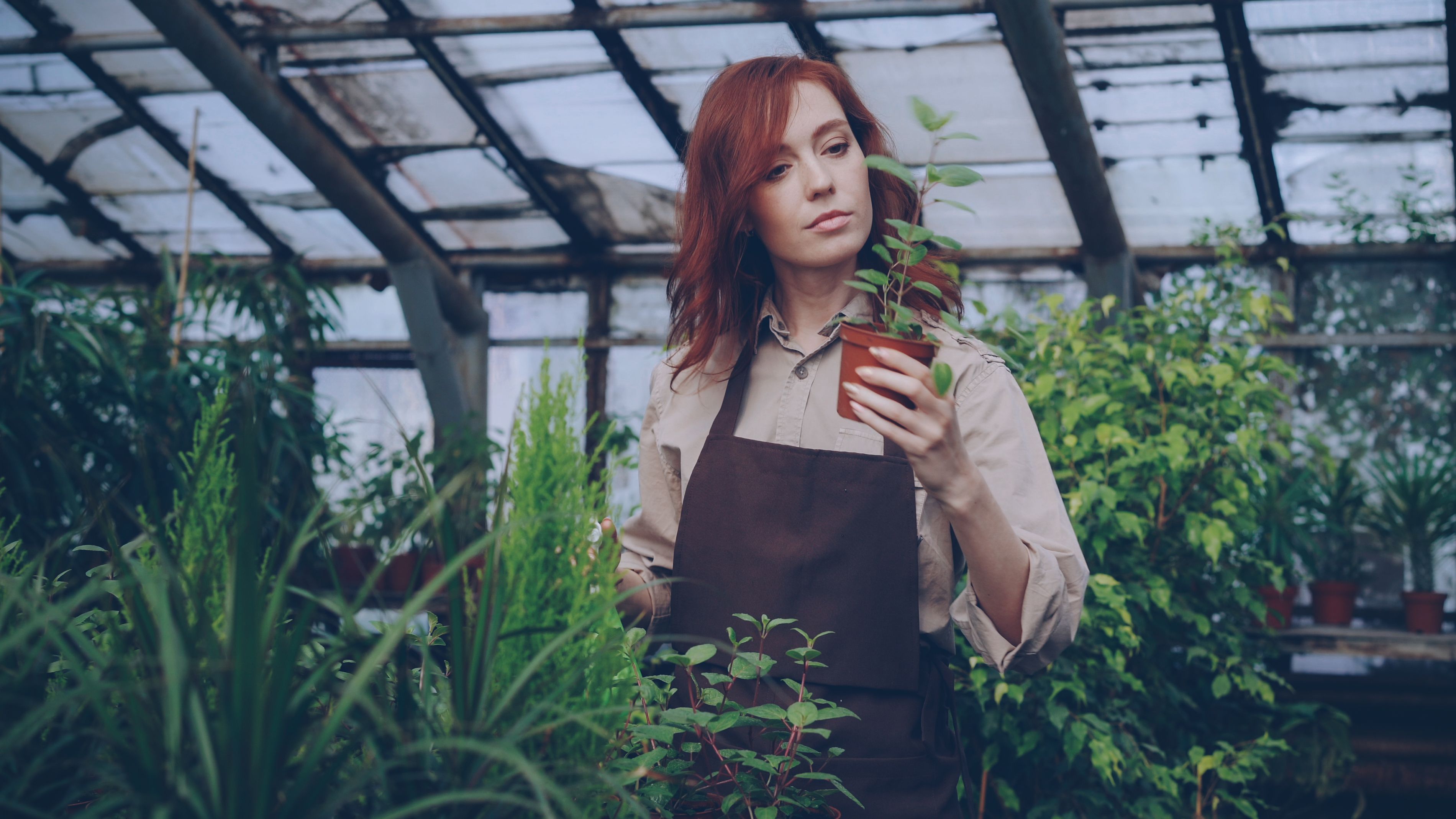 Vos plantes d'intérieur ont-elles soif de silence