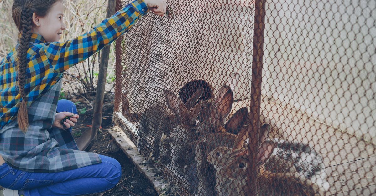 A young girl feeds rabbits through wire mesh at an outdoor petting zoo.