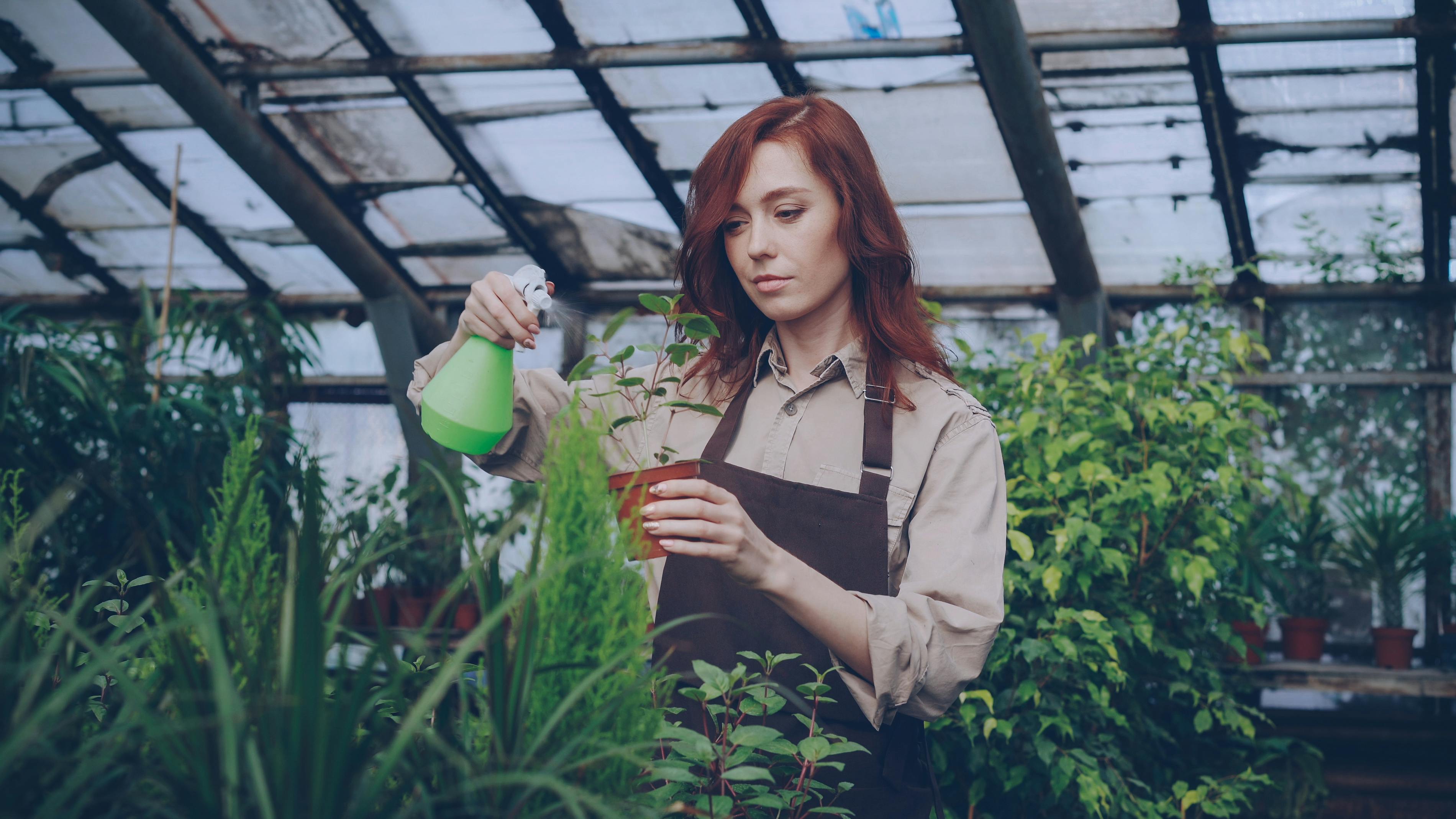 gardener applying a natural spray to herbs with a glass bottle - get rid of aphids on herbs