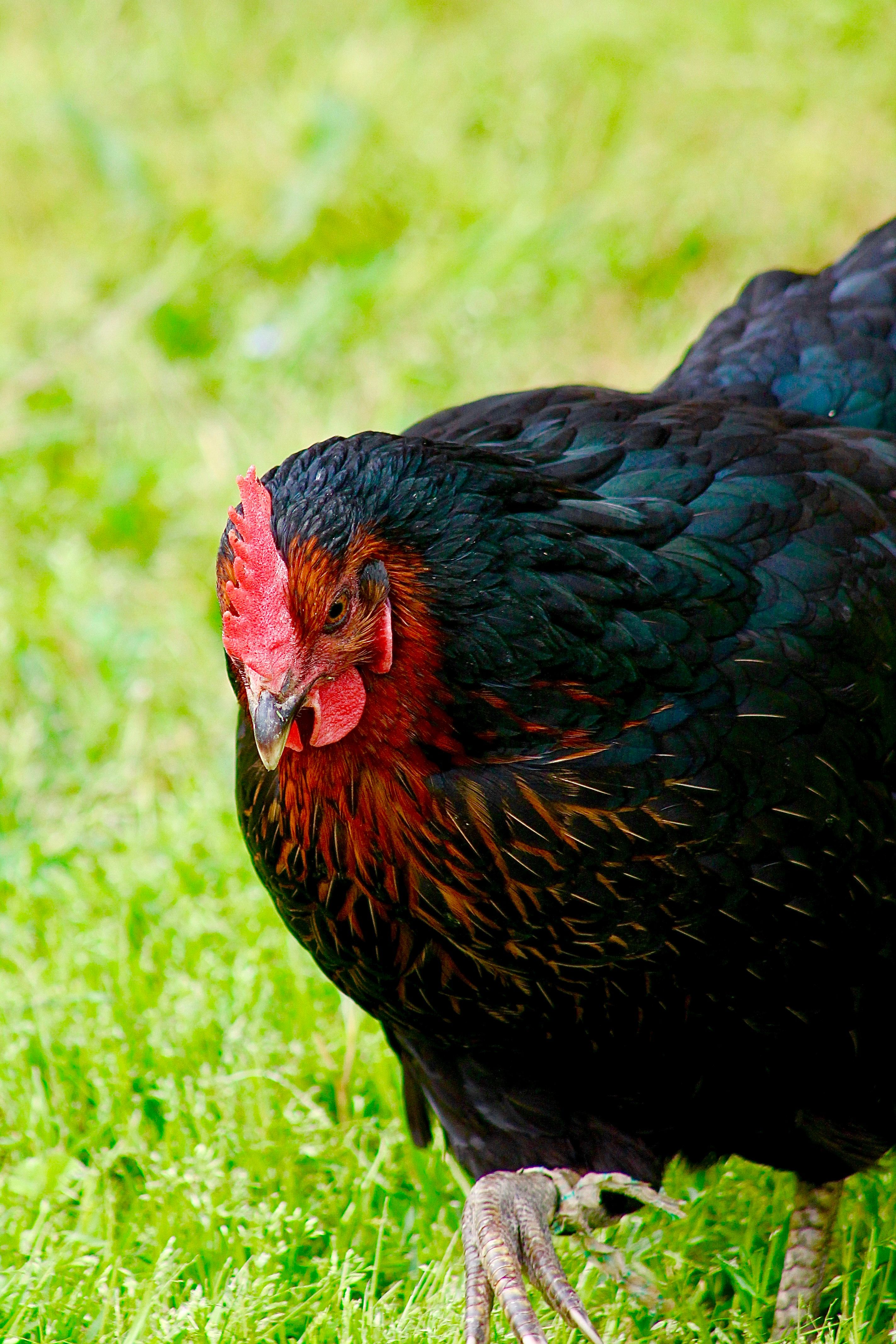 Chicken Coloring Photos, Download The BEST Free Chicken Coloring Stock ...