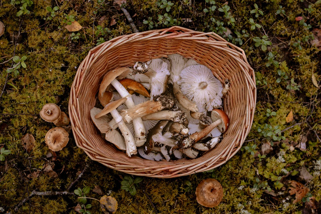 Free Brown and White Mushrooms in Brown Woven Basket Stock Photo
