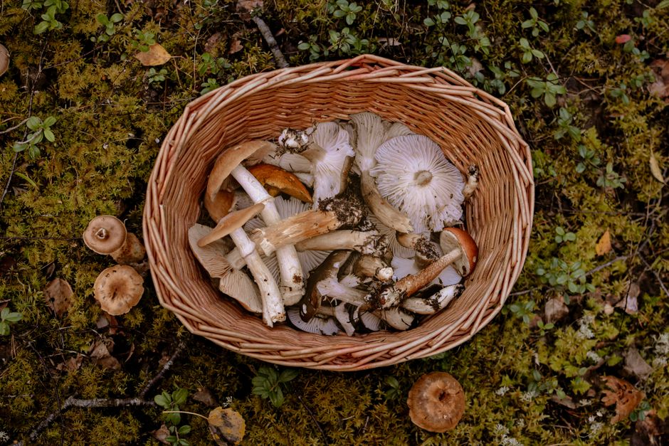 A woven basket filled with various wild mushrooms on a mossy forest floor.