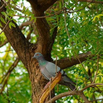 Dove Dandruff Clean & Fresh Shampoo  