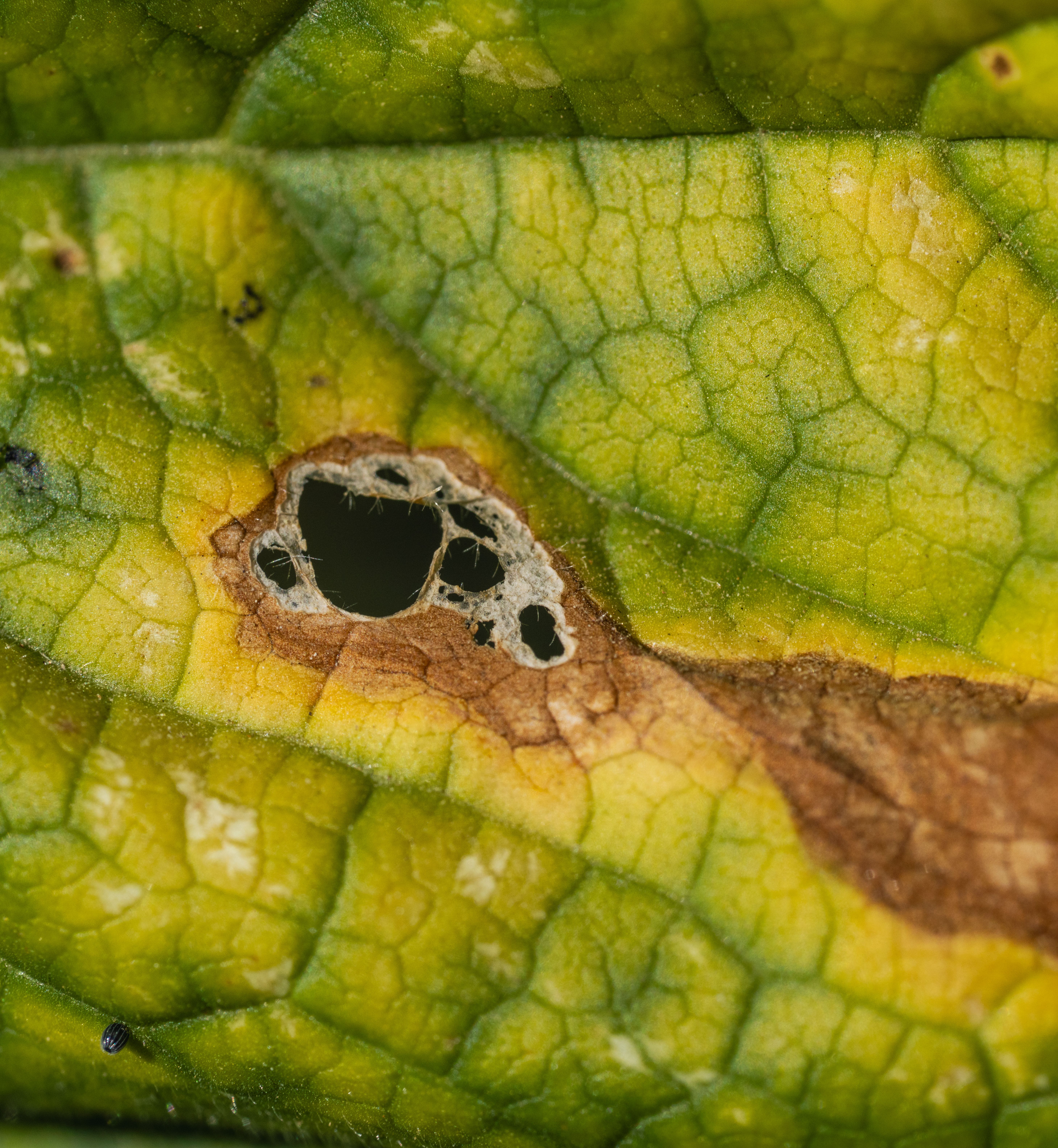 common plant disease symptoms roots leaves UK