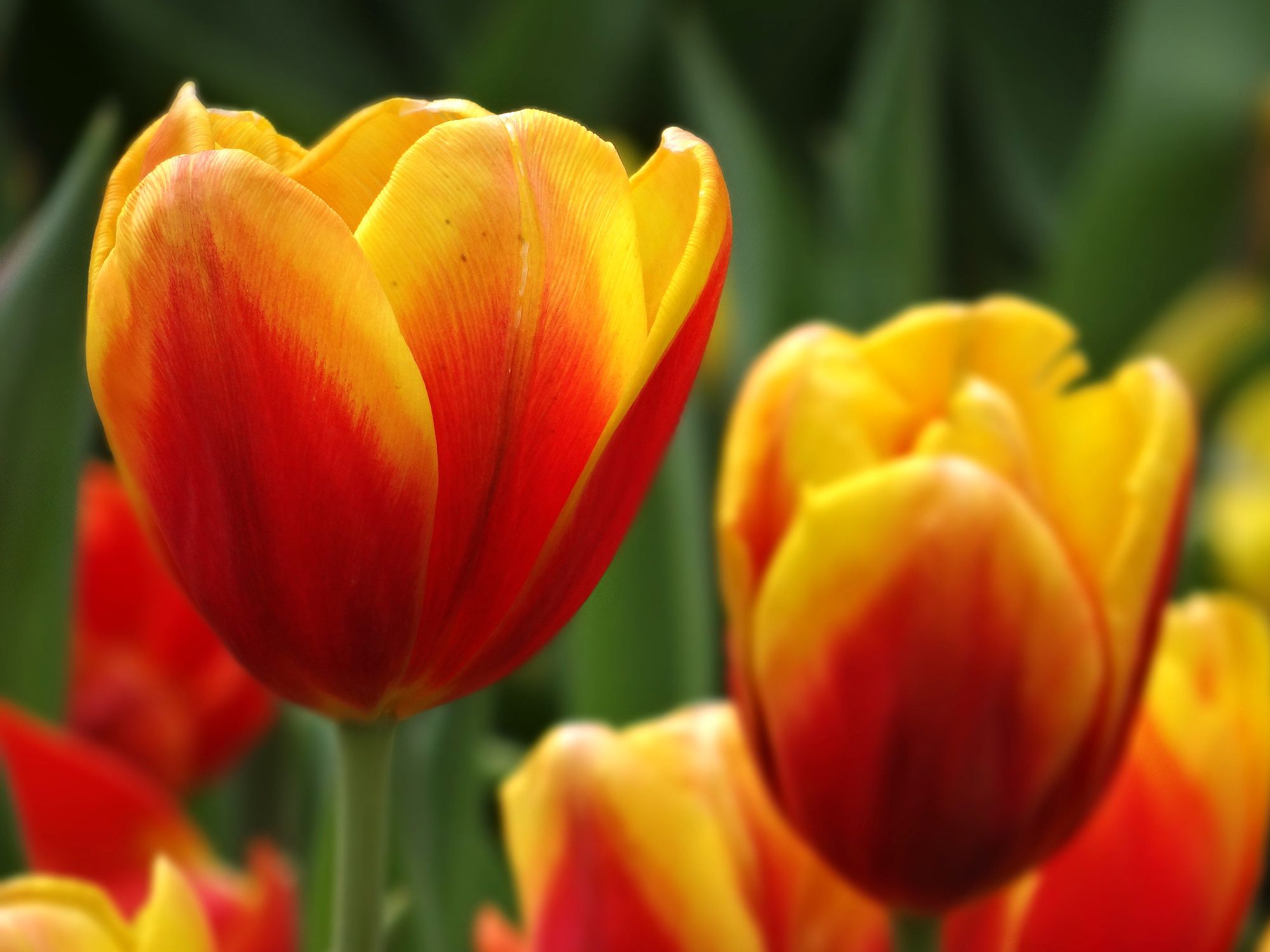 Vibrant Yellow and Red Tulips in Bloom · Free Stock Photo