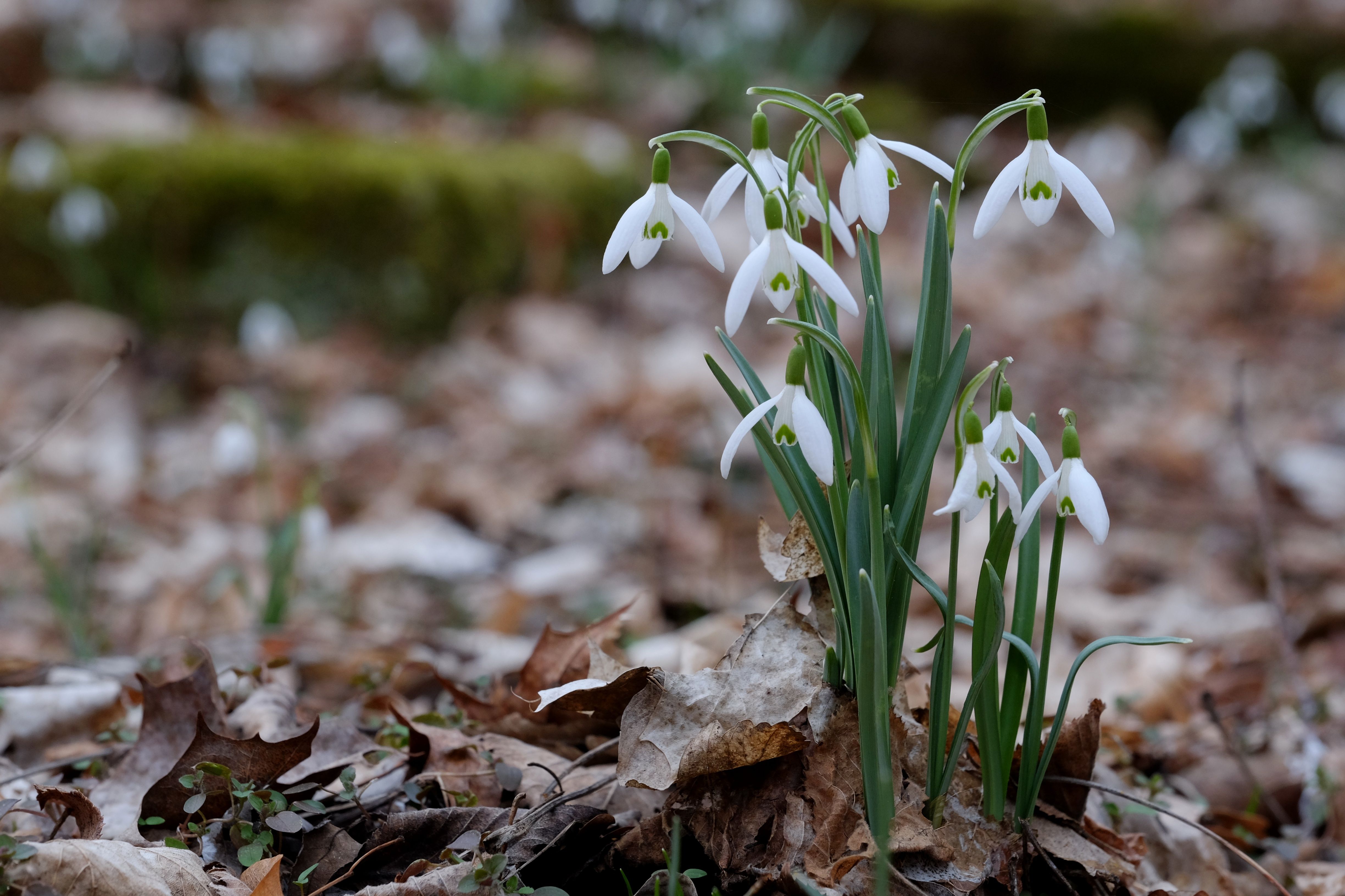 Elegant Snowdrops in Early Spring Forest · Free Stock Photo