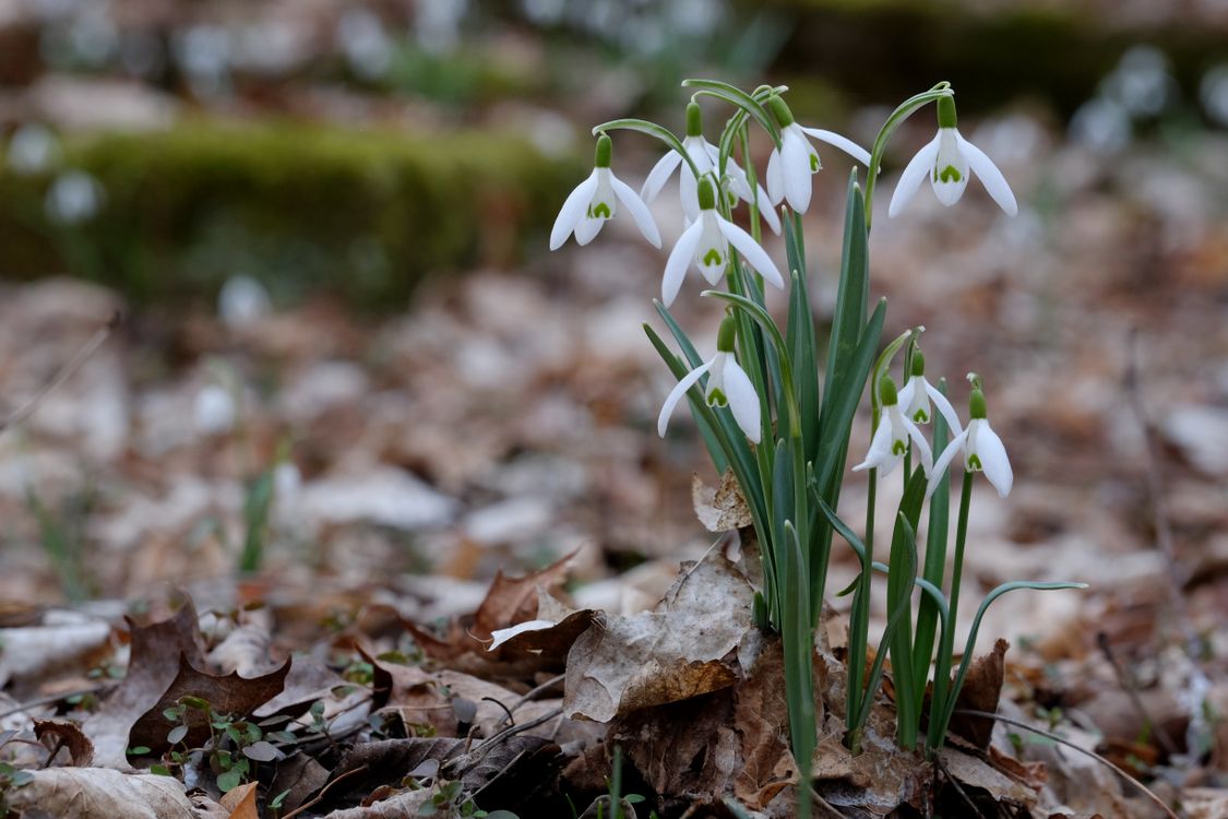 Elegant Snowdrops in Early Spring Forest · Free Stock Photo