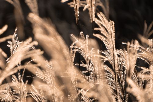 Free Golden sunlit grasses in soft focus create a serene and warm atmosphere with natural light. Stock Photo