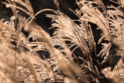 Close-up of golden-hued tall grasses glowing in sunlight, showcasing their delicate beauty.