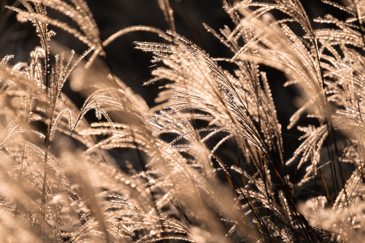close up of golden hued tall grasses glowing in sunlight showcasing th