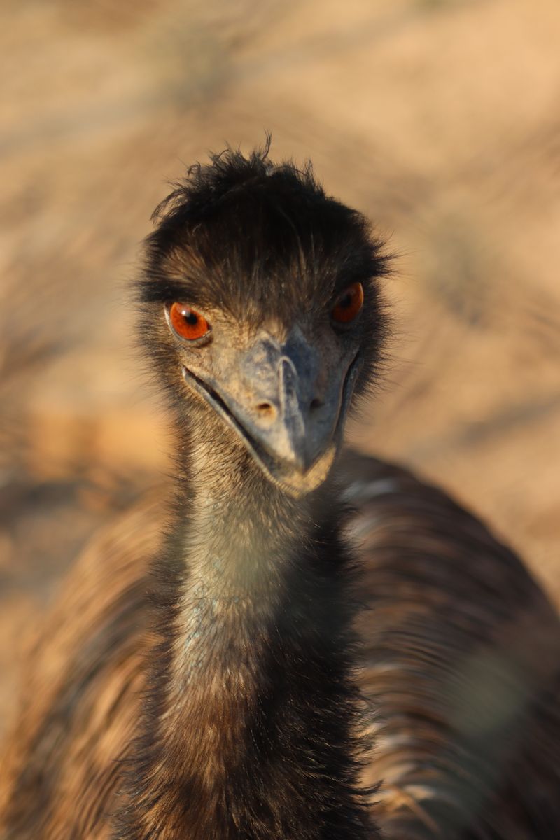 Emu hnědý