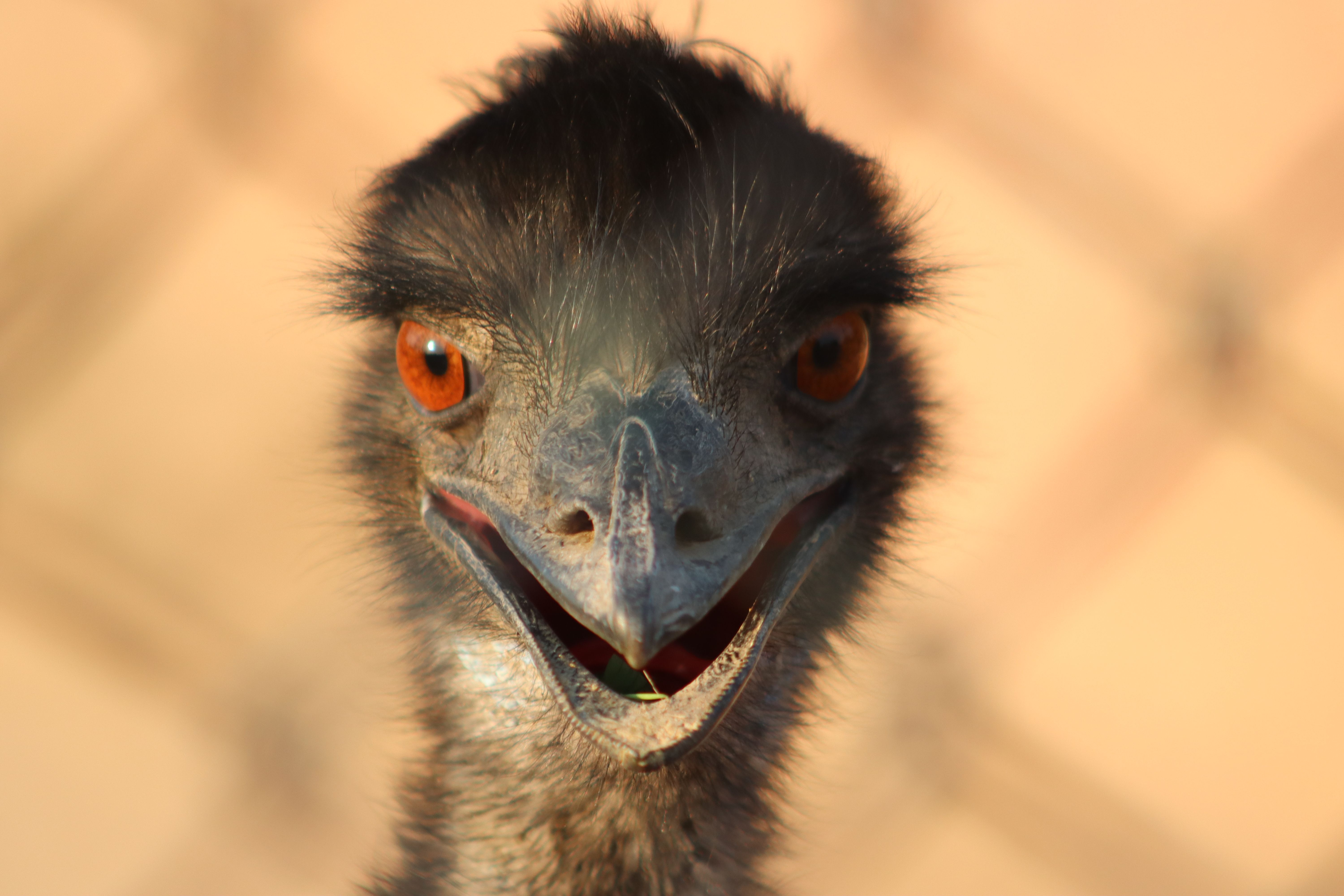 Close-up of Emu with Striking Features · Free Stock Photo