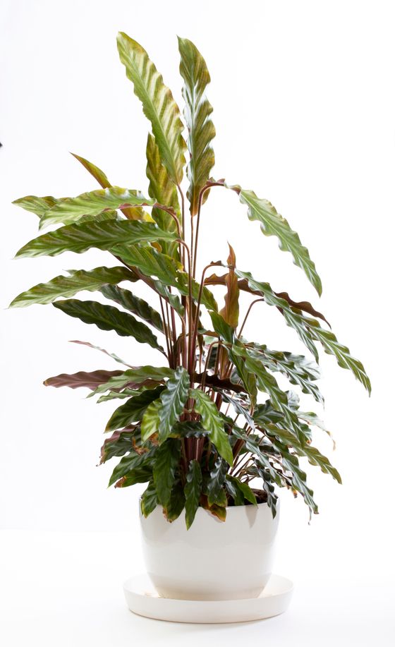 Ribbed calathea leaves in a matte white pot — Valentin Ivantsov on Pexels