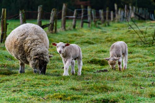 Free Sheep and lambs grazing in a green pasture in Coesfeld, Germany during spring. Stock Photo