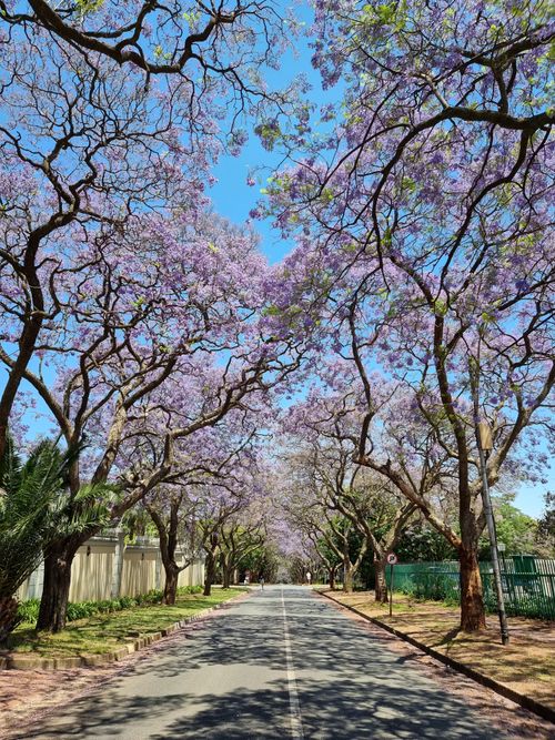 Free A picturesque street in Johannesburg lined with blooming jacaranda trees under a clear blue sky. Stock Photo