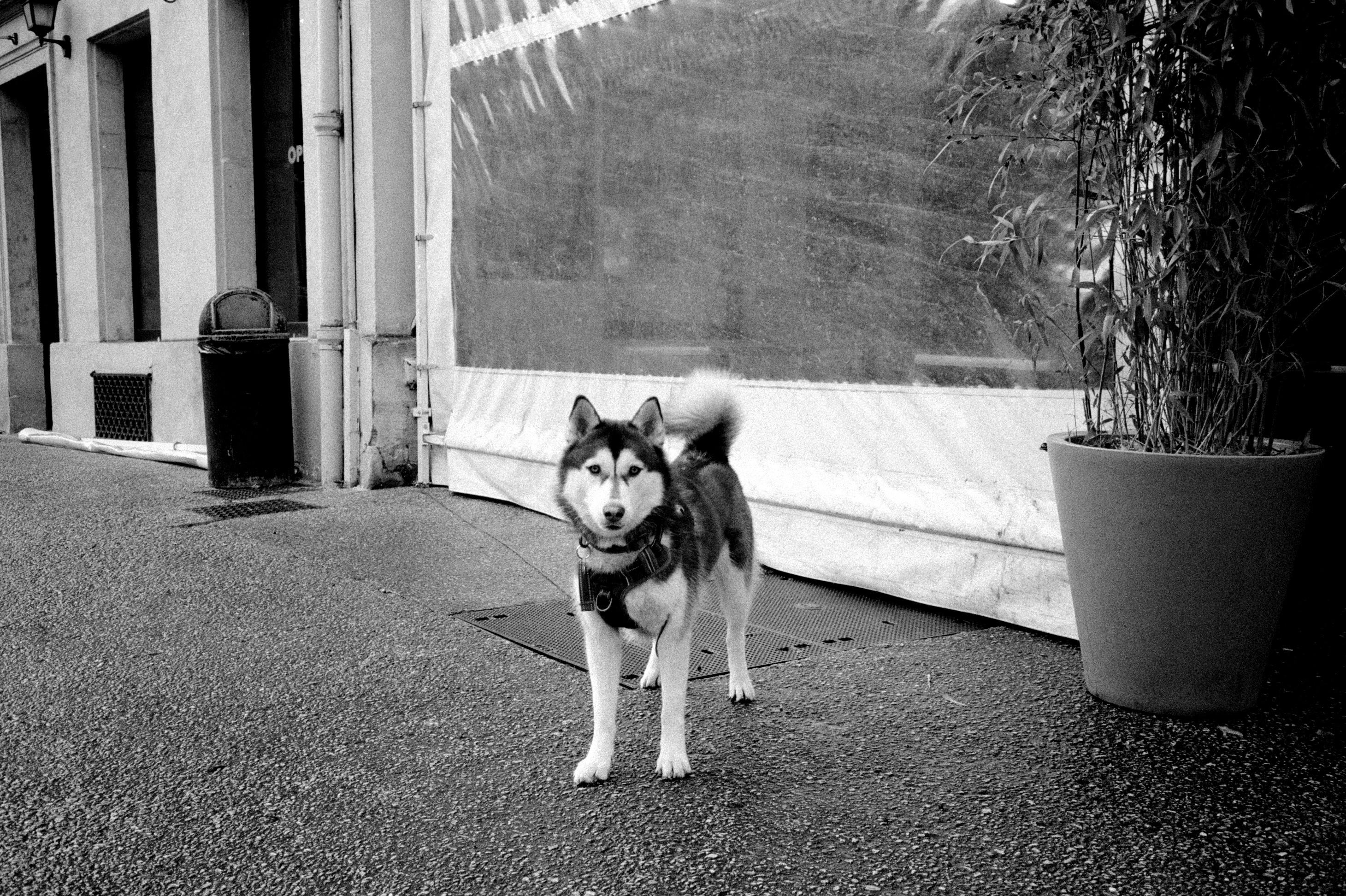 pexels-photo-36731673 Comment savoir si mon chien a de la fièvre sans paniquer ni attendre trop longtemps ?