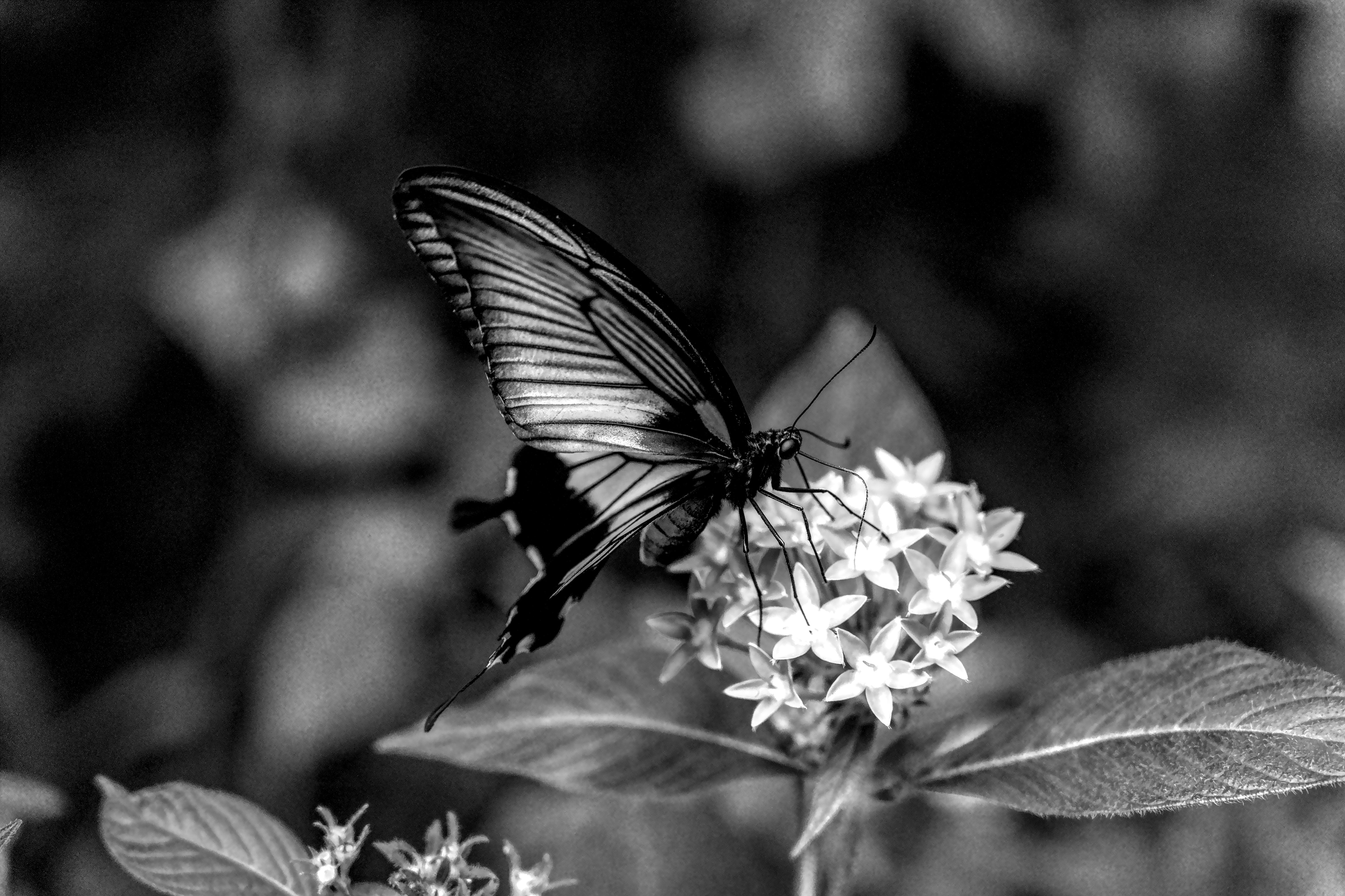 Black and White Butterfly on a Flower Close-up · Free Stock Photo