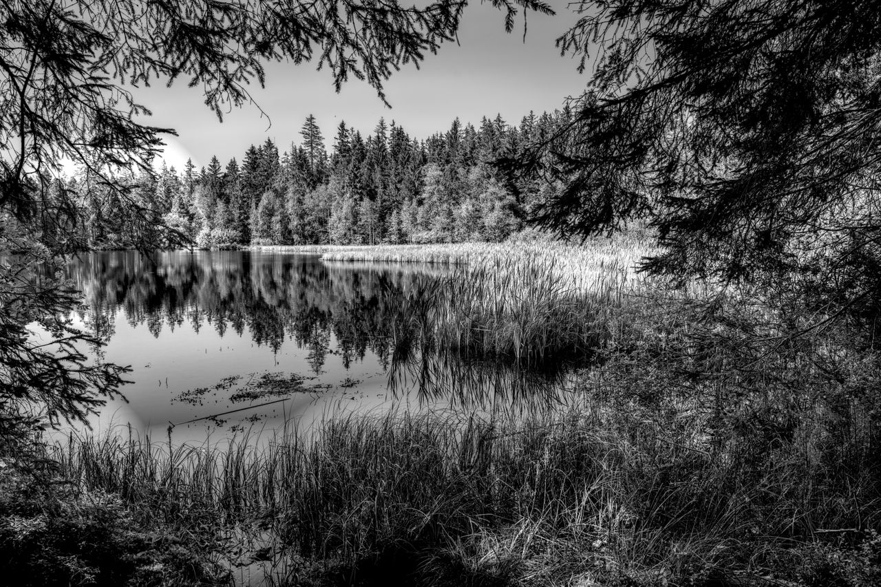 a serene black and white landscape of a forested lake with calm reflec
