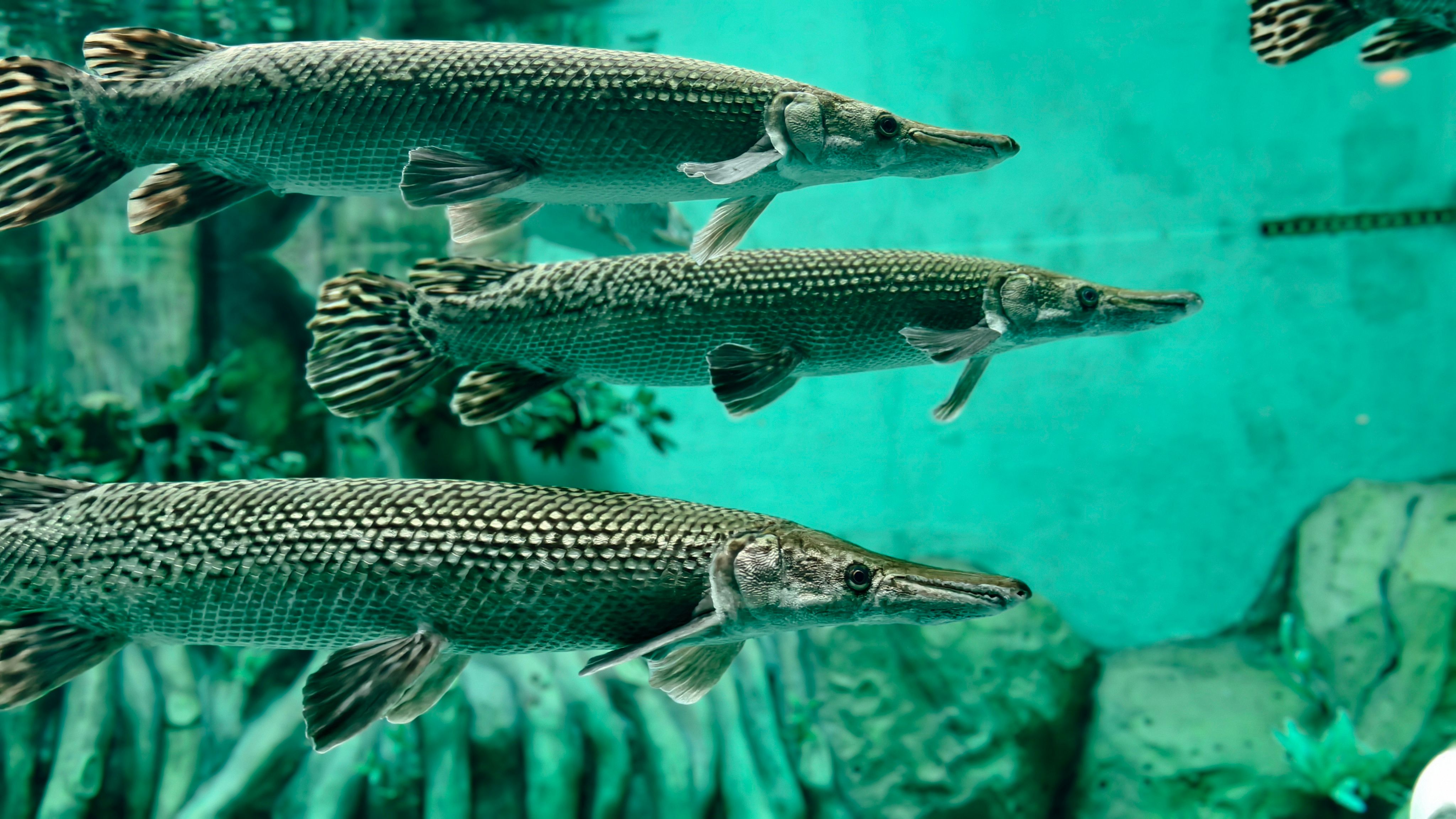 Three alligator gars swimming gracefully in a clear aquarium setting, showcasing their unique features.