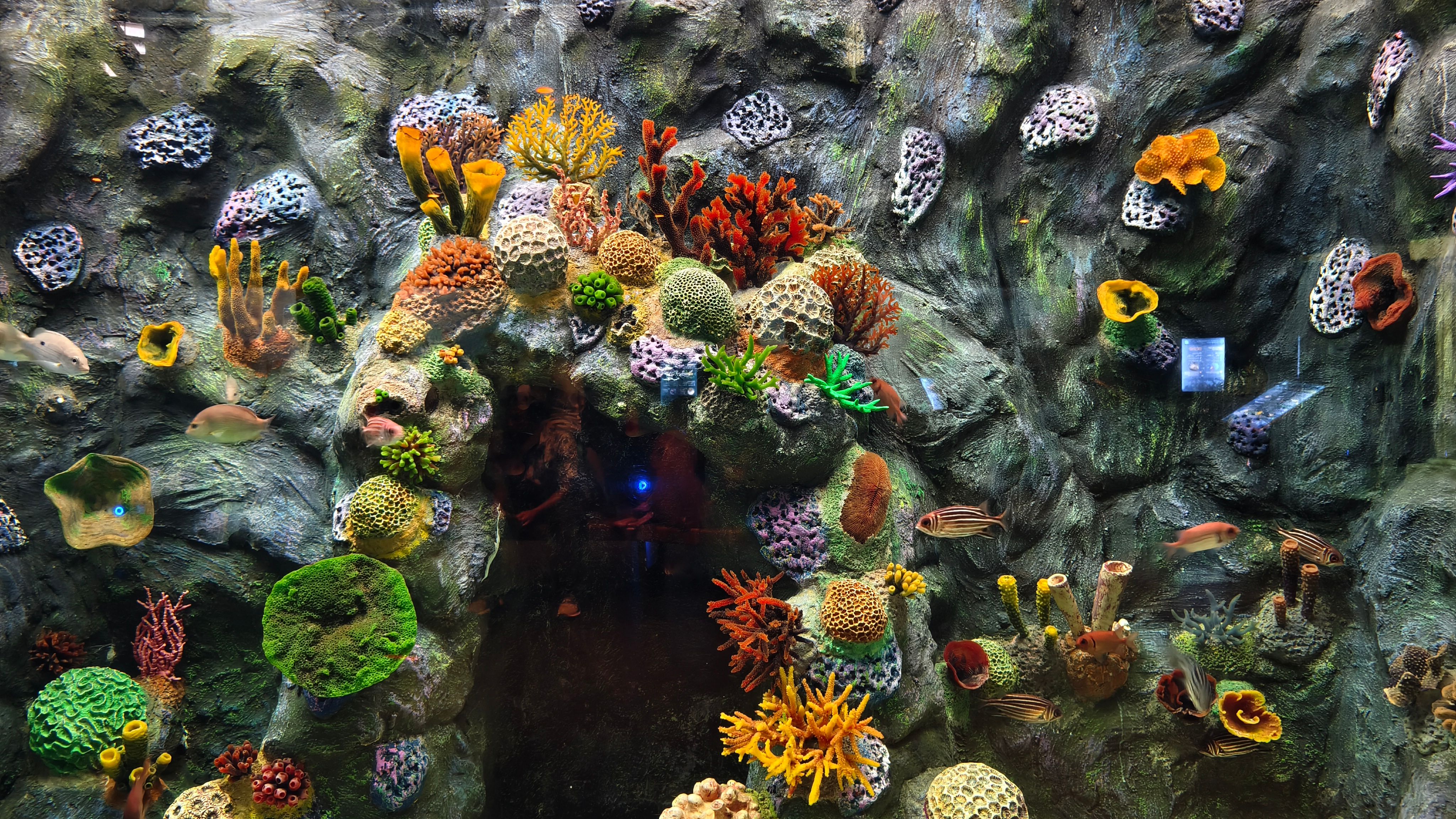 A colorful coral reef aquarium showcasing diverse marine life and vibrant corals.
