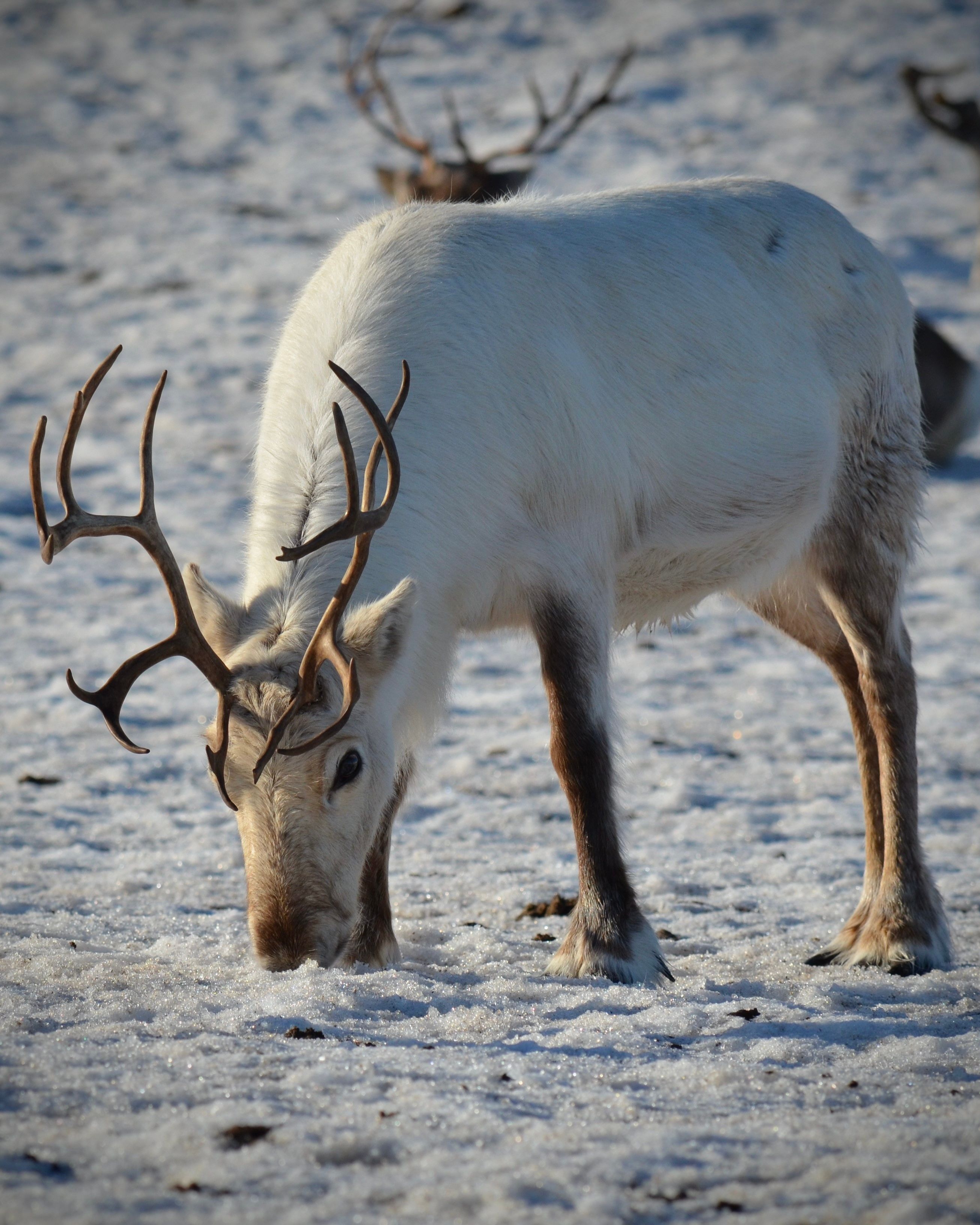 A reindeer with heavy antlers grazing on snow-covered ground in Arctic Norway.