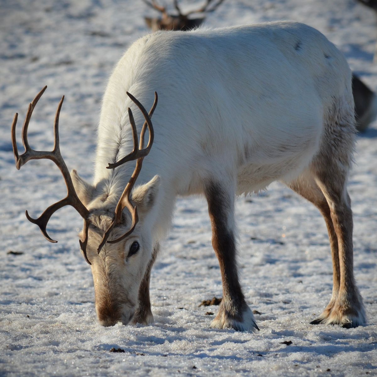A reindeer with heavy antlers grazing on snow-covered ground in Arctic Norway.