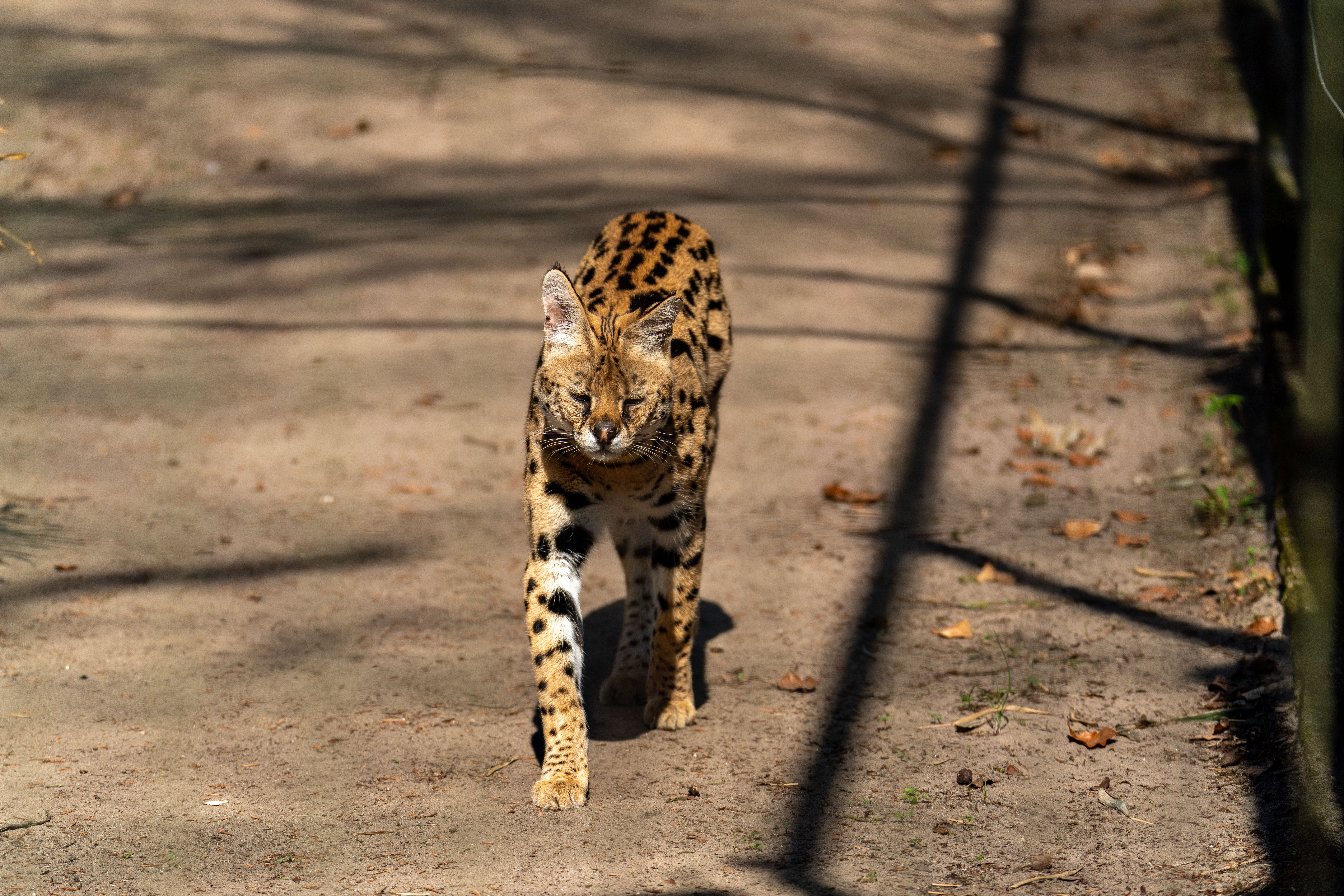 Majestic Serval Cat in Natural Habitat · Free Stock Photo