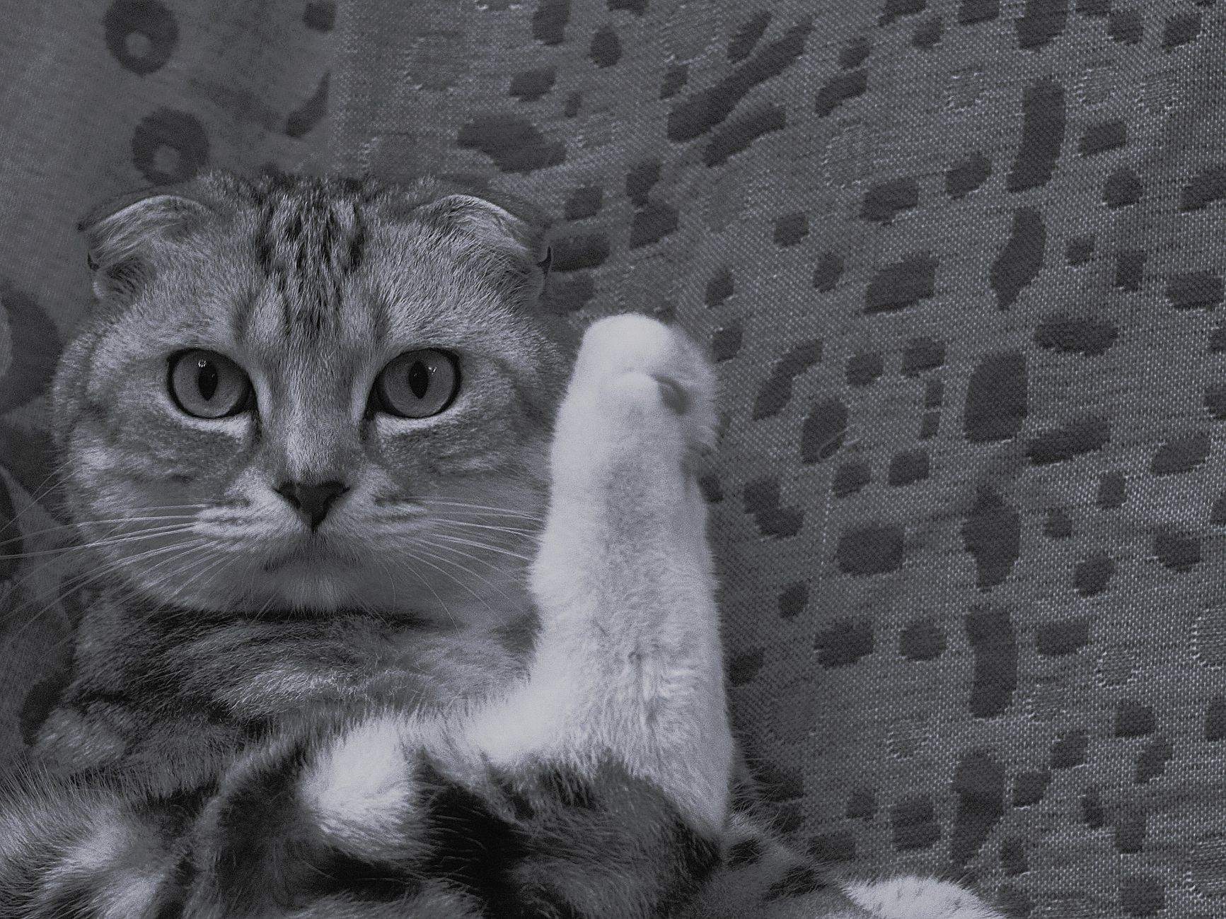 Healthcare and wellness consultation for a cat