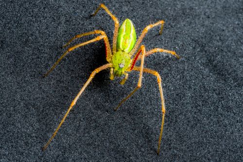 Free Macro shot of a vibrant green lynx spider with detailed texture captured outdoors. Stock Photo