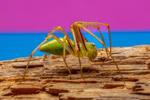 Close-up of a green lynx spider on wood, set against a vibrant pink and blue background.
