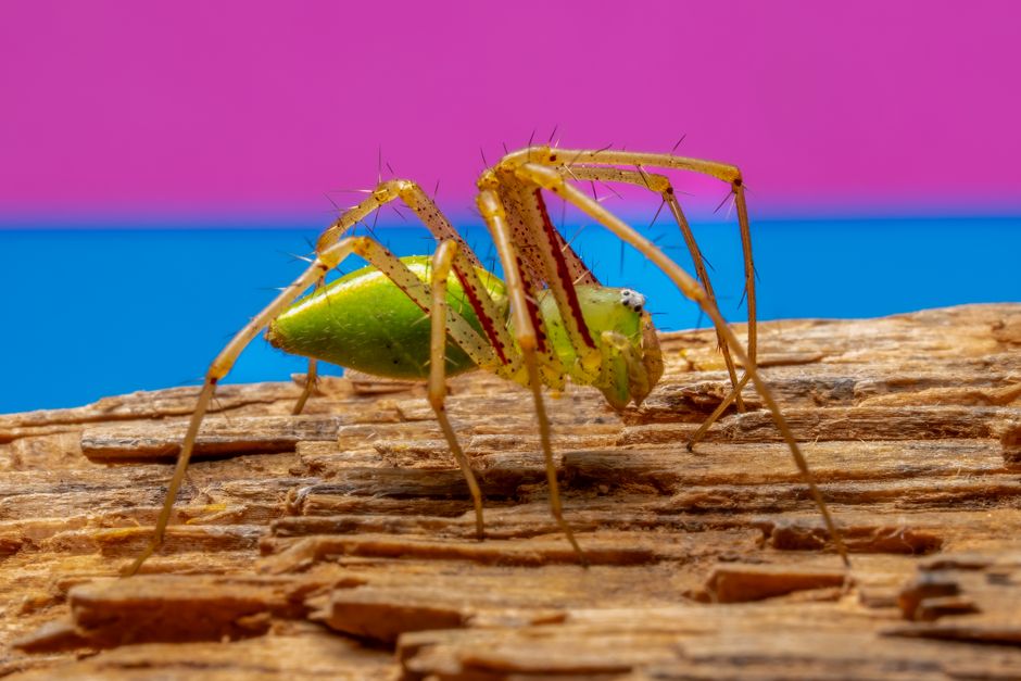 Close-up of a green lynx spider on wood, set against a vibrant pink and blue background.