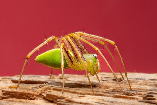 Detailed macro shot of a green lynx spider on wood with a vibrant red background.