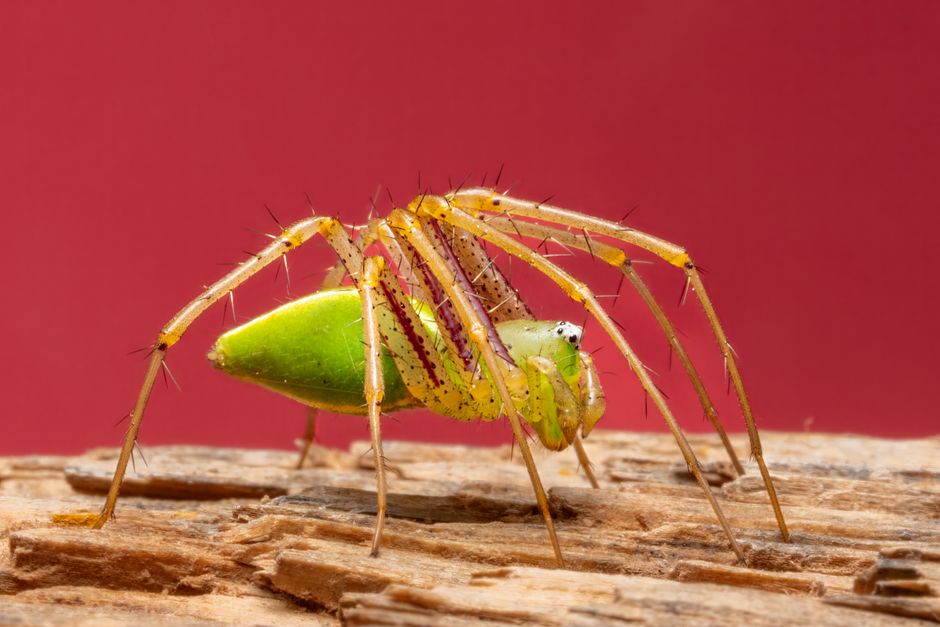 Detailed macro shot of a green lynx spider on wood with a vibrant red background.
