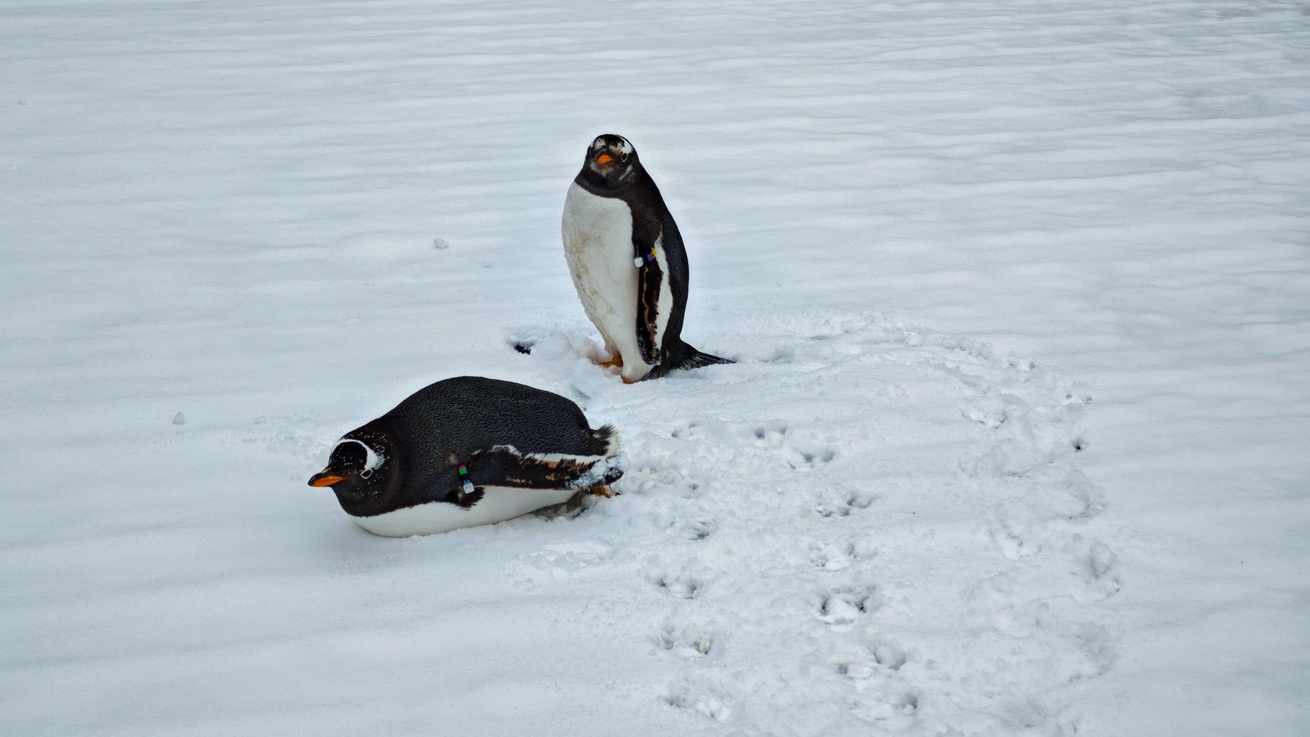 Antarctica, Antarctica
