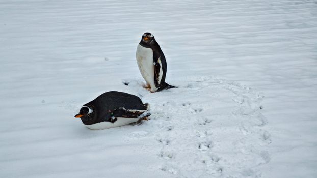 Penguin rookery private visits — Antarctica