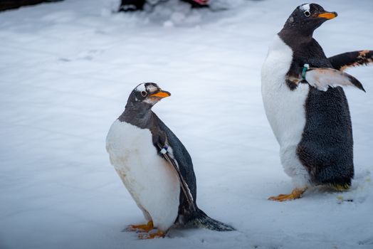 penguin photo